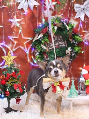 20231216メルくん